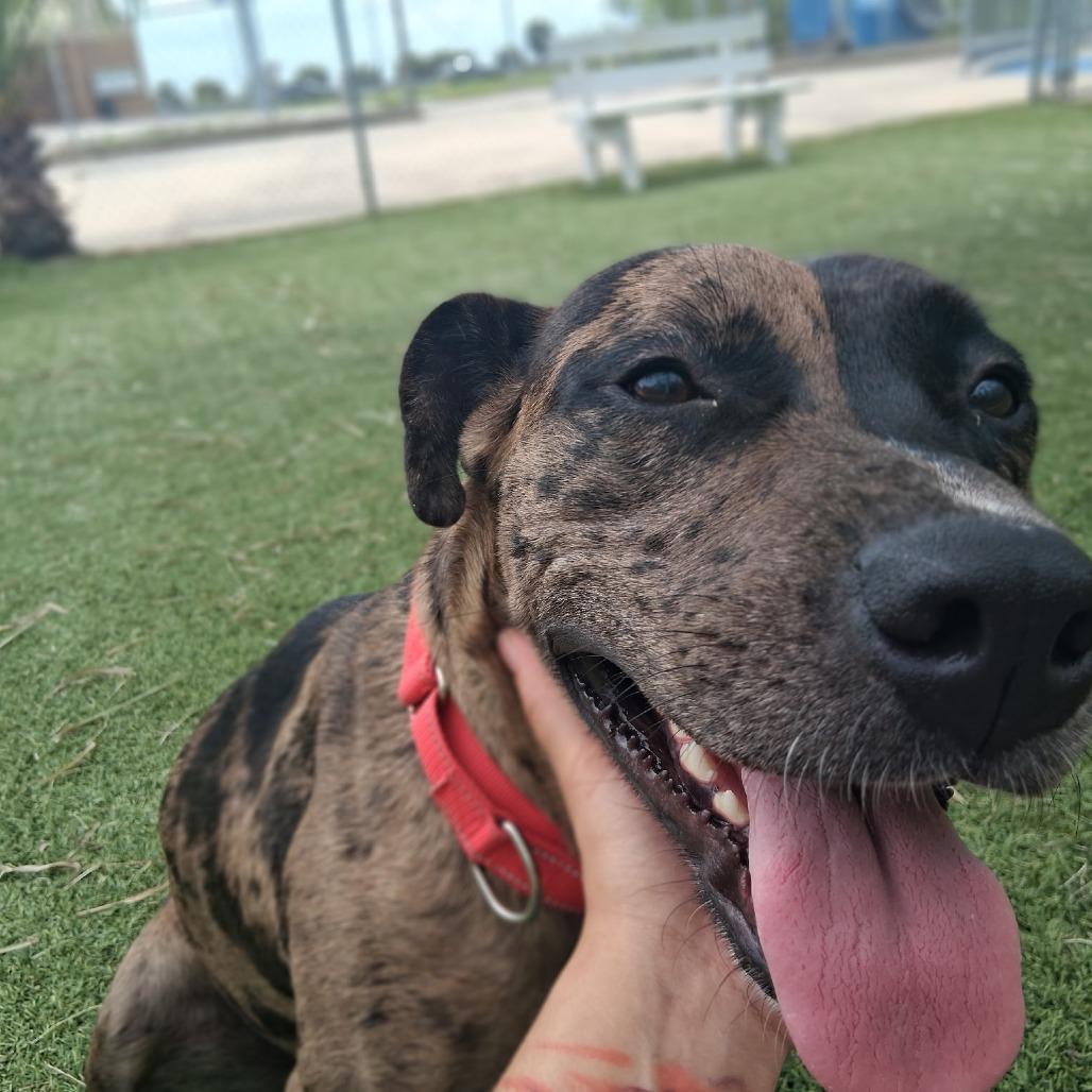 Enlarge Sparkle, a Adoptable mixed breed in Galveston, TX image 2/6