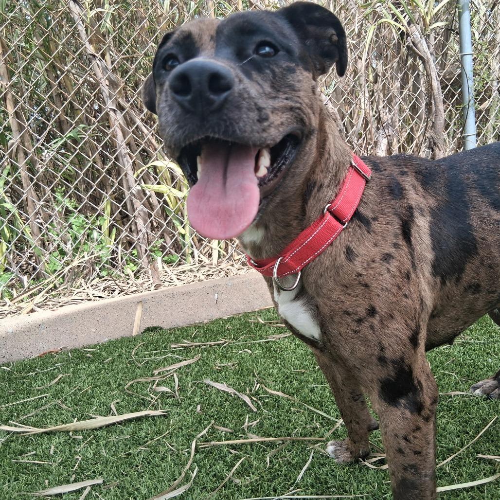 Enlarge Sparkle, a Adoptable mixed breed in Galveston, TX image 3/6