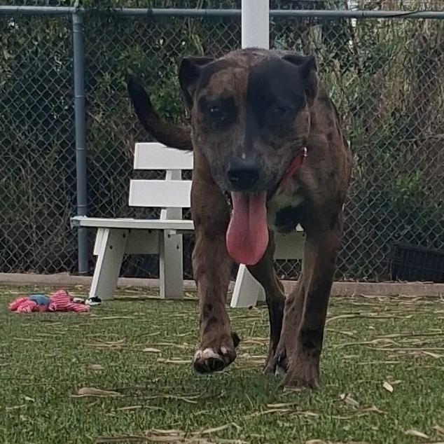 Enlarge Sparkle, a Adoptable mixed breed in Galveston, TX image 4/6