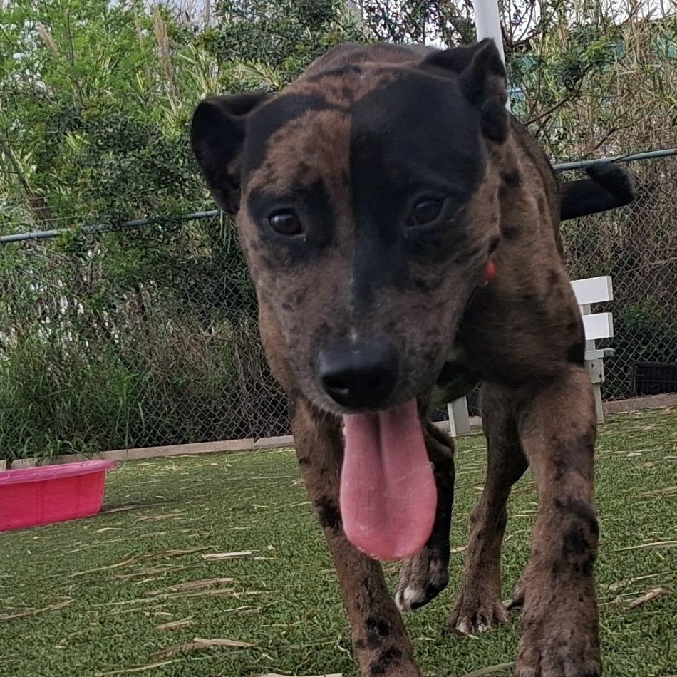 Enlarge Sparkle, a Adoptable mixed breed in Galveston, TX image 5/6