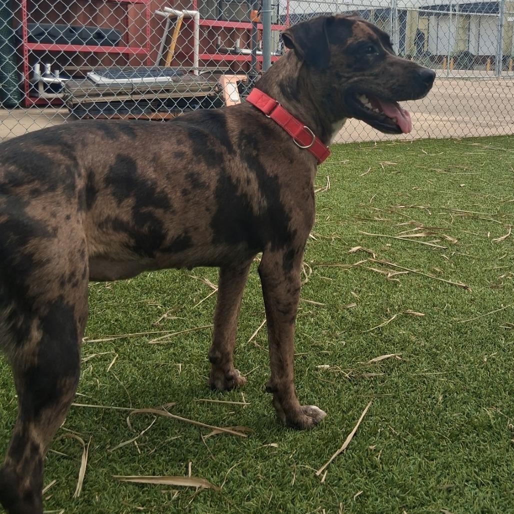 Enlarge Sparkle, a Adoptable mixed breed in Galveston, TX image 6/6