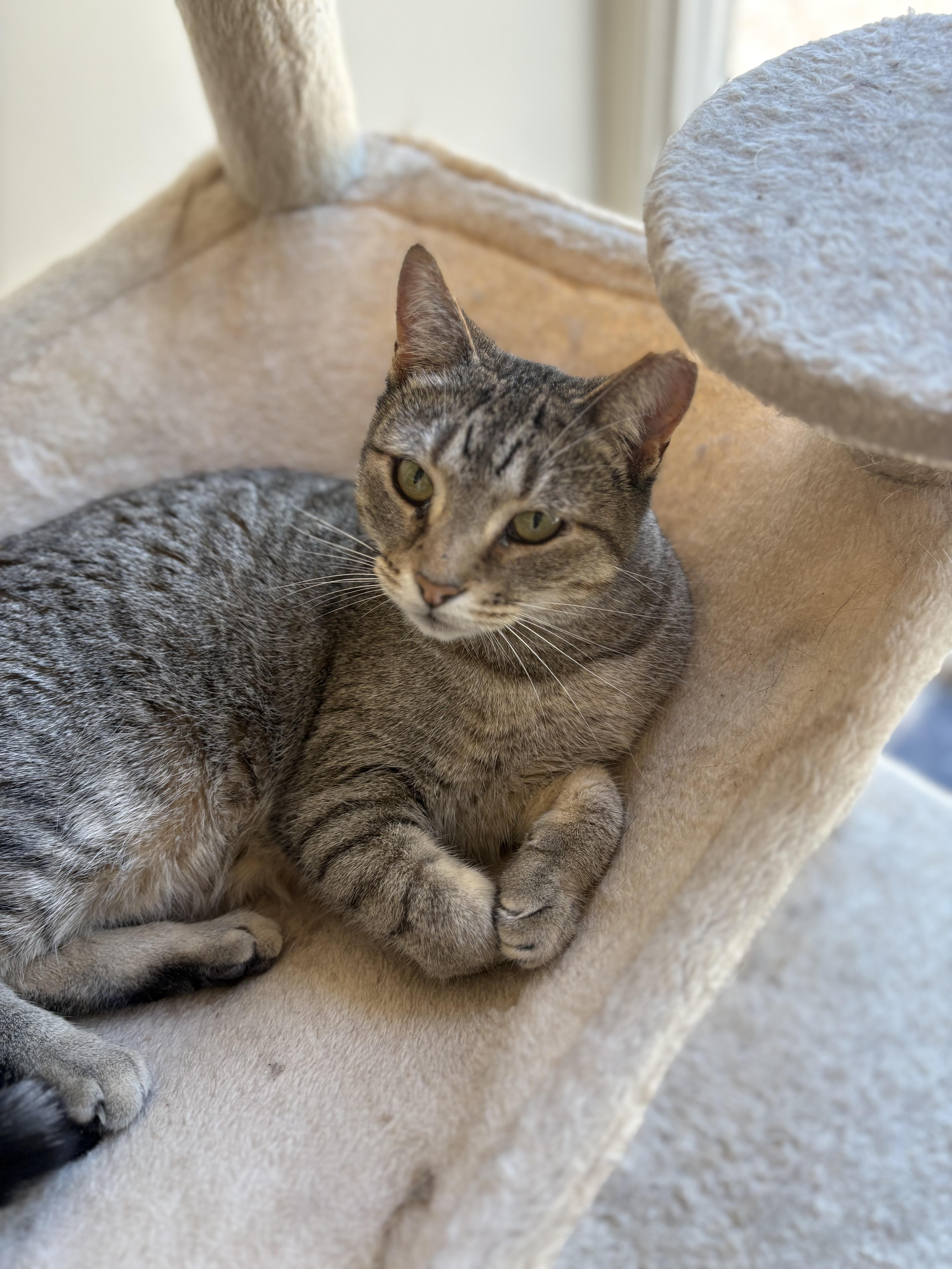 Enlarge Emma, a Adoptable Tabby in SCOTTSDALE, AZ image 2/3
