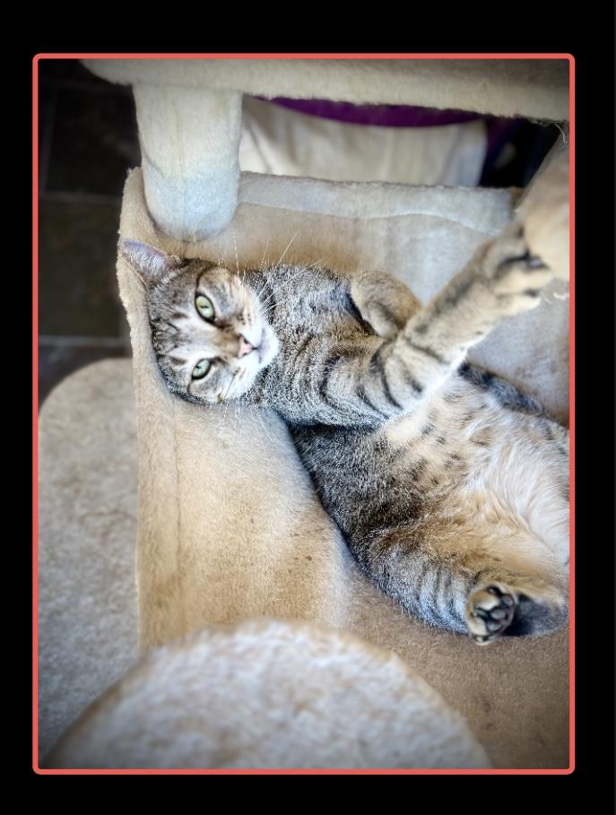 Enlarge Emma, a Adoptable Tabby in SCOTTSDALE, AZ image 1/3