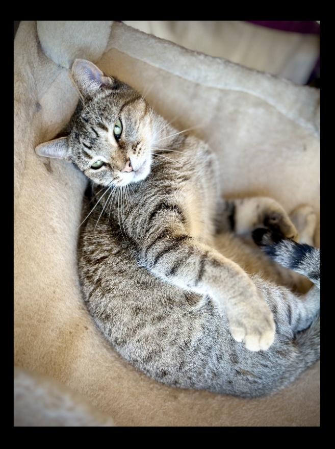 Enlarge Emma, a Adoptable Tabby in SCOTTSDALE, AZ image 3/3