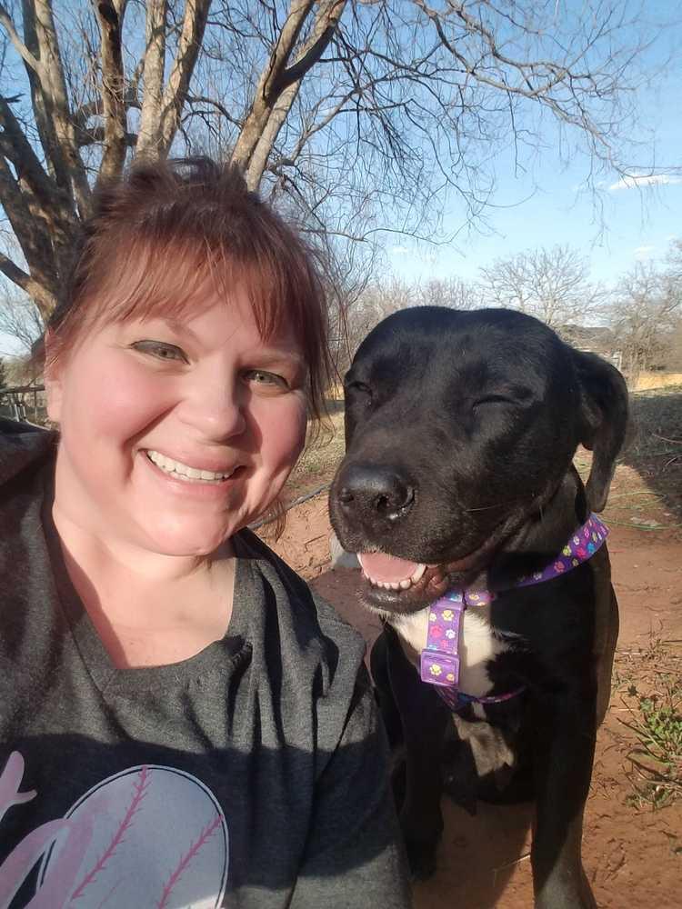 Lady, Adopted, Adult Female Labrador Retriever.