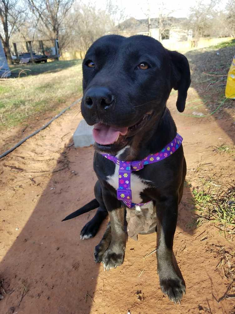 Lady, a Adopted mixed breed in Oklahoma City, OK image 2/2