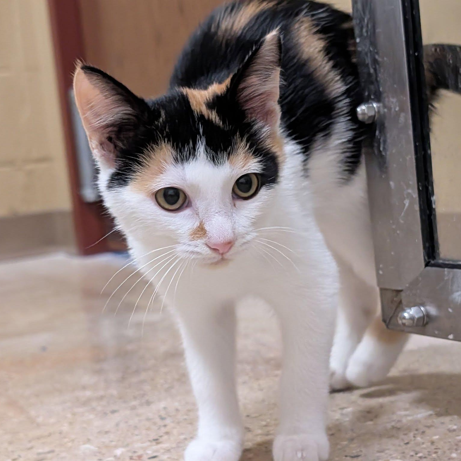 Lilo, Adoptable, Young Female Domestic Short Hair.