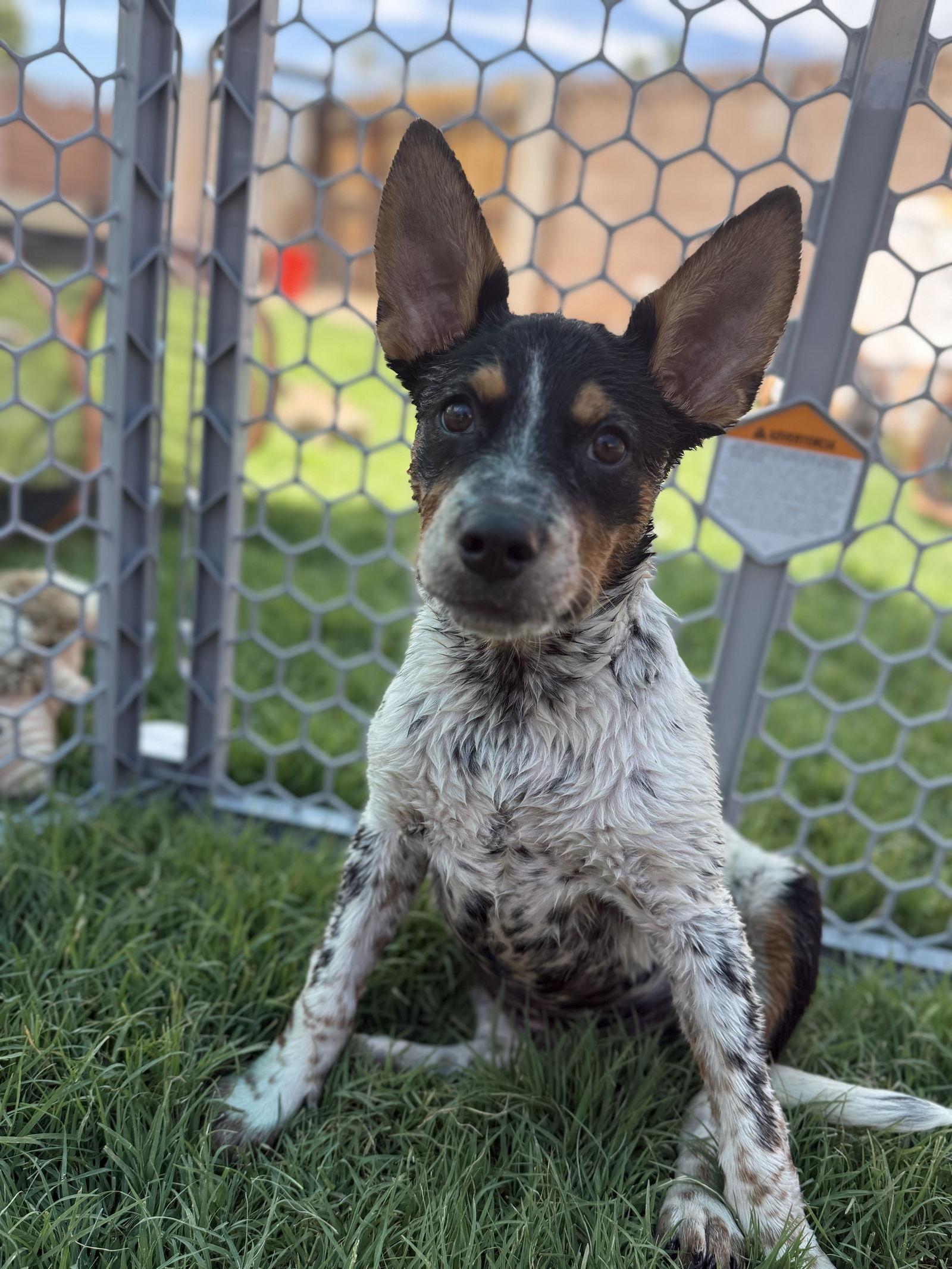 Enlarge Checkers, a Adoptable mixed breed in Queen Creek, AZ image 1/3