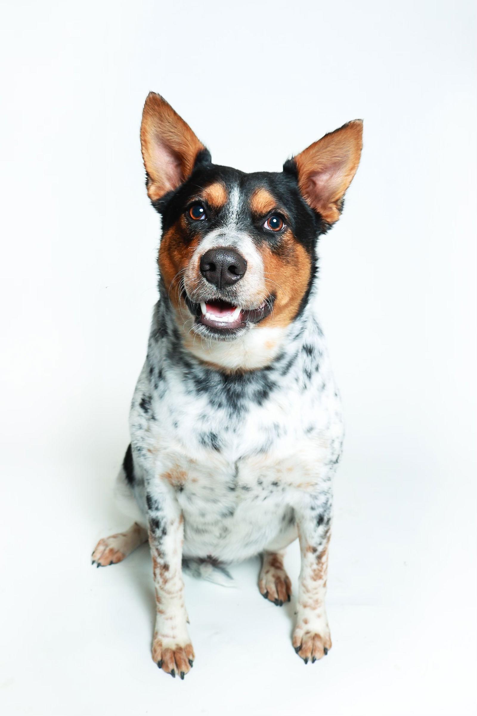 Enlarge Checkers, a Adoptable mixed breed in Queen Creek, AZ image 1/3