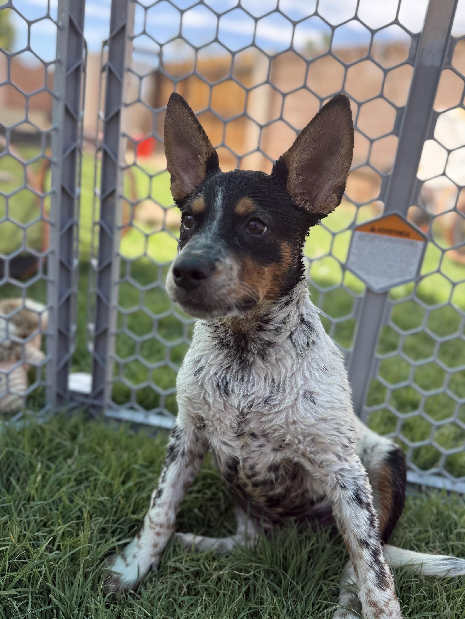 Enlarge Checkers, a Adoptable mixed breed in Queen Creek, AZ image 2/3