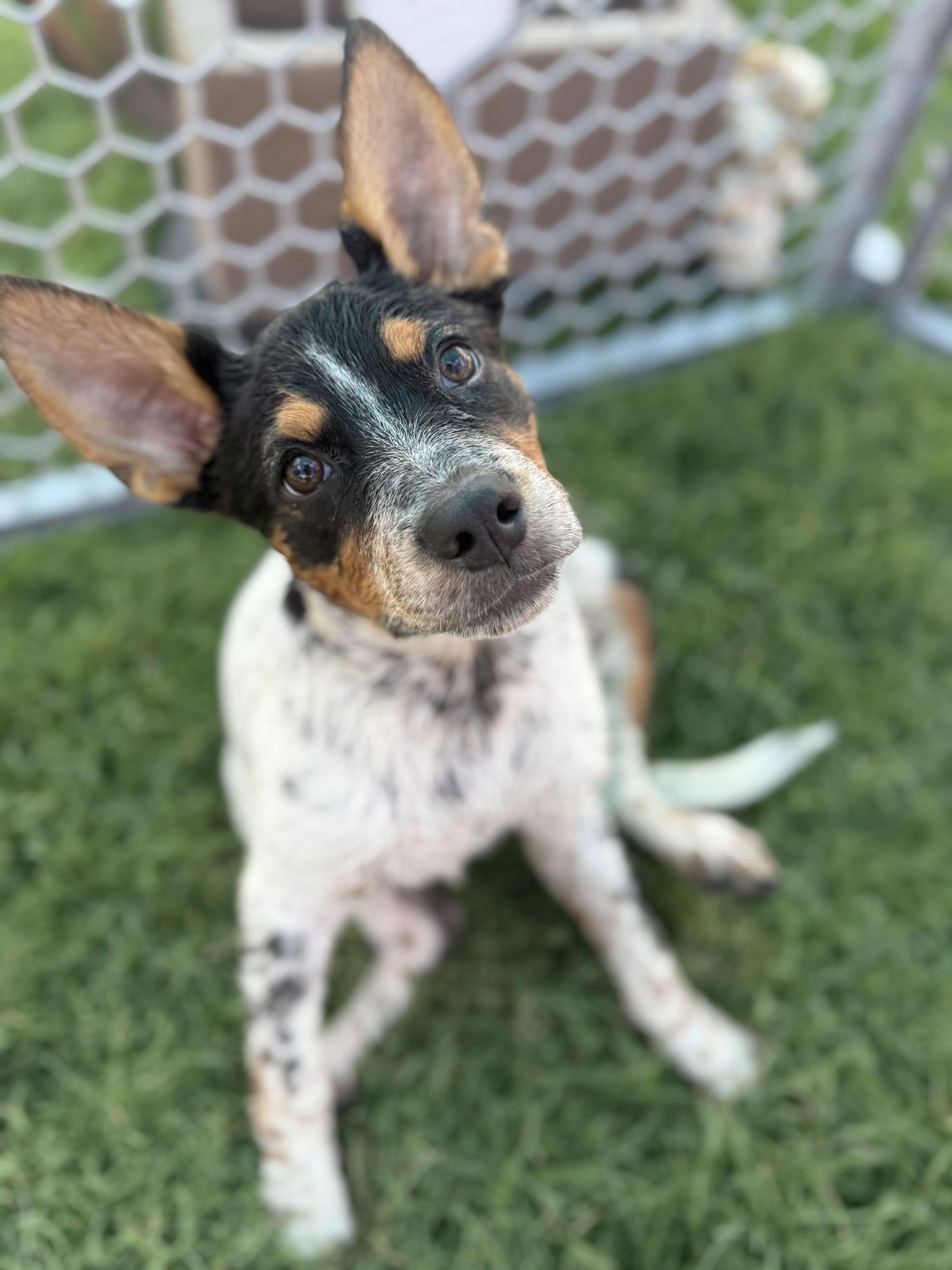 Enlarge Checkers, a Adoptable mixed breed in Queen Creek, AZ image 3/3