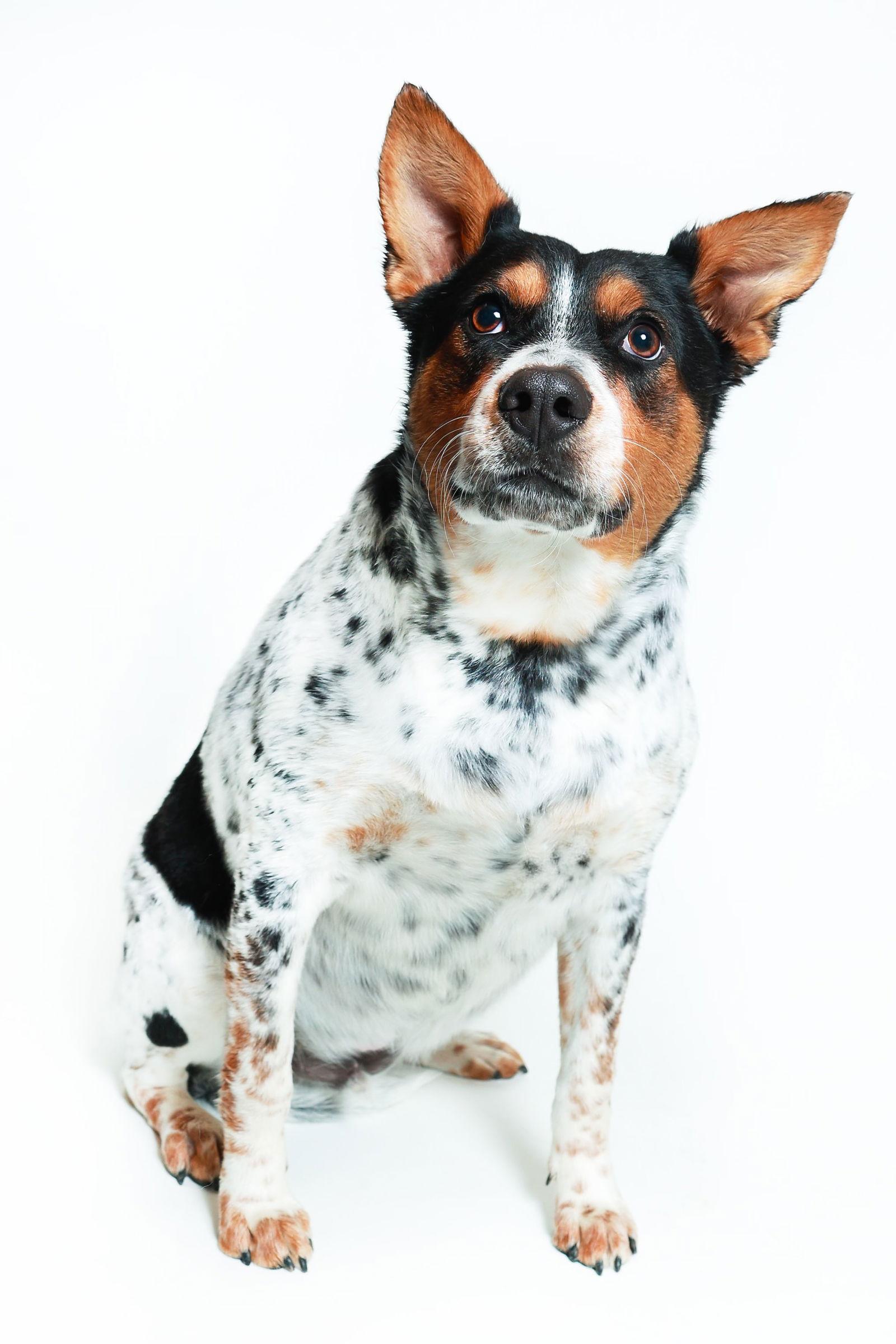 Enlarge Checkers, a Adoptable mixed breed in Queen Creek, AZ image 3/3