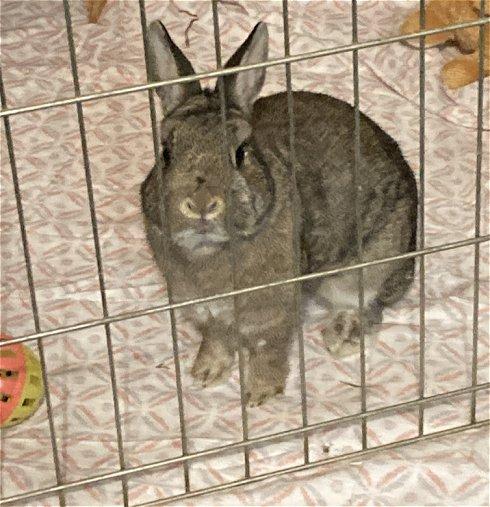 Cocoa, a Adopted Dwarf in Waukesha, WI image 3/4