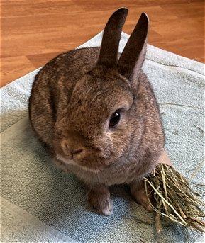 Cocoa, Adopted, Adult Female Dwarf.