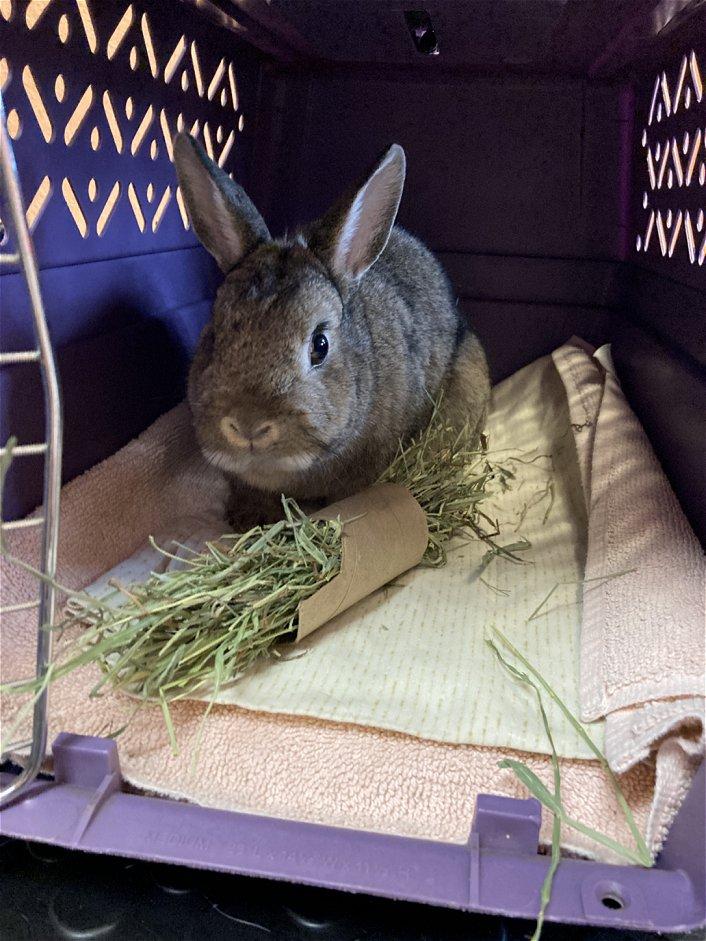 Cocoa, a Adopted Dwarf in Waukesha, WI image 2/4