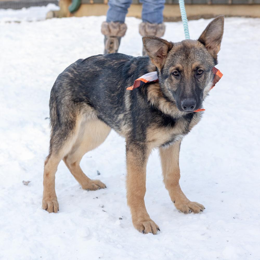 Enlarge Frost  (Male)    , a Adoptable Shepherd in West Grove, PA image 2/6