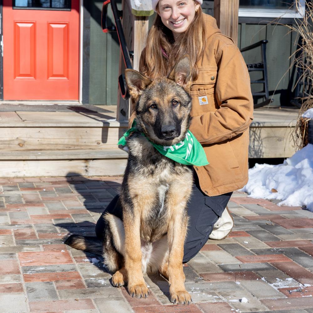 Enlarge Forrest  (Male)    , an adopted Shepherd in West Grove, PA image 3/6