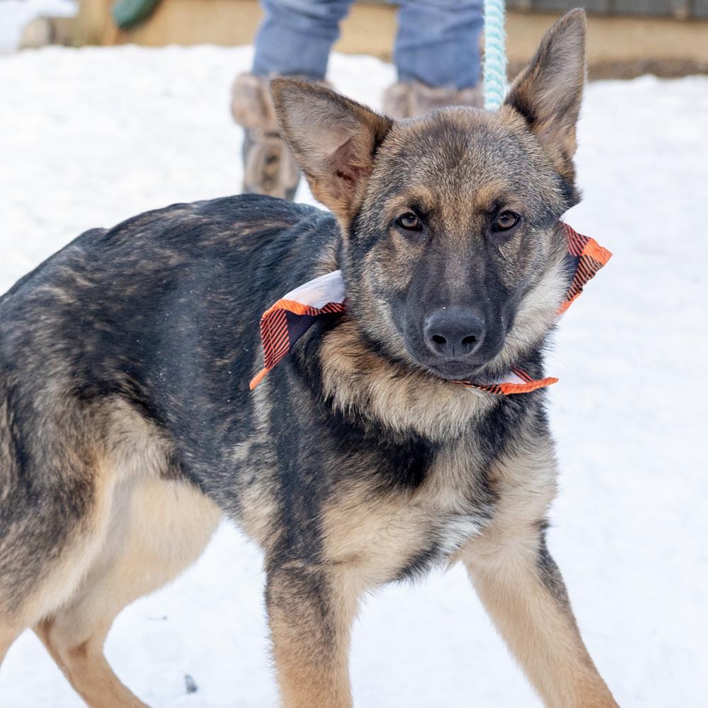 Enlarge Frost  (Male)    , a Adoptable Shepherd in West Grove, PA image 3/6