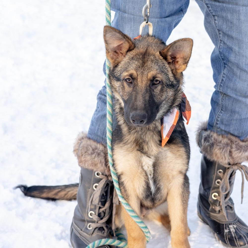 Enlarge Frost  (Male)    , a Adoptable Shepherd in West Grove, PA image 1/6