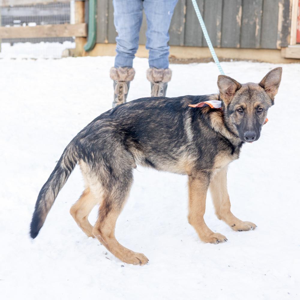 Enlarge Frost  (Male)    , a Adoptable Shepherd in West Grove, PA image 5/6