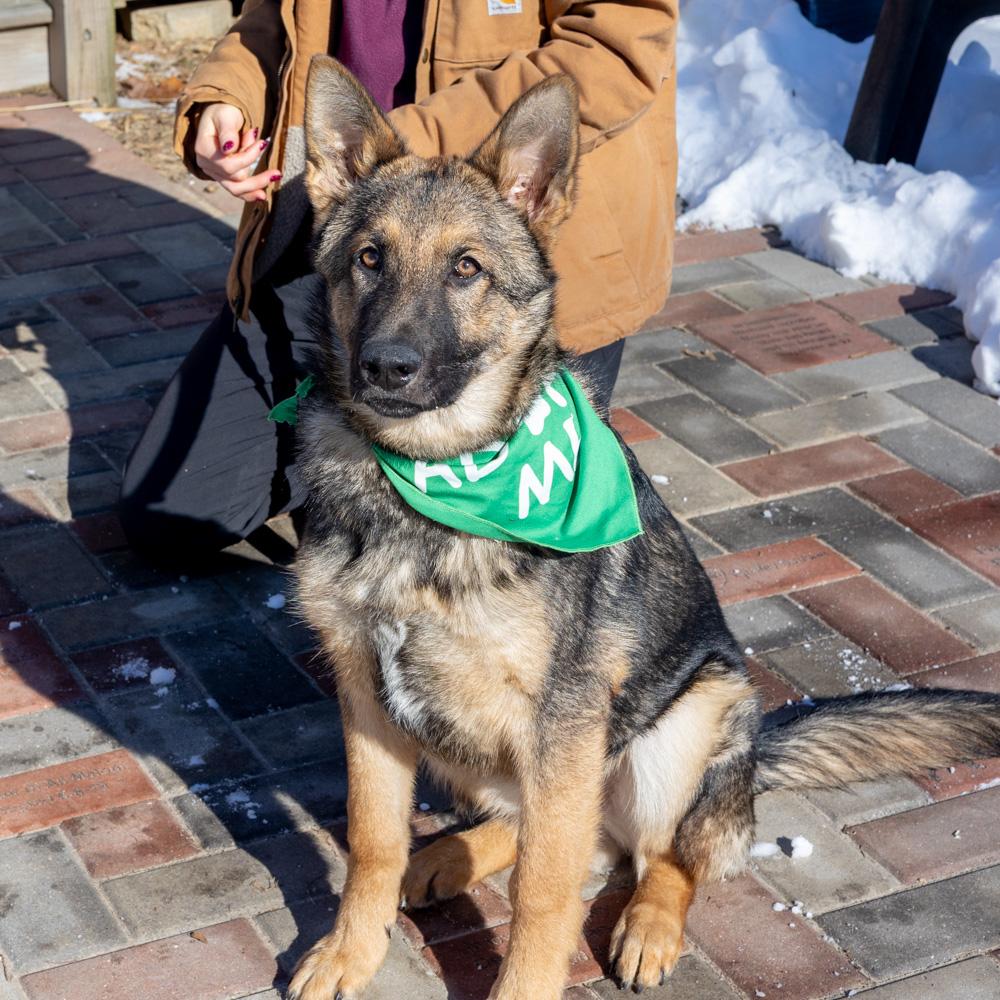 Enlarge Forrest  (Male)    , an adopted Shepherd in West Grove, PA image 1/6