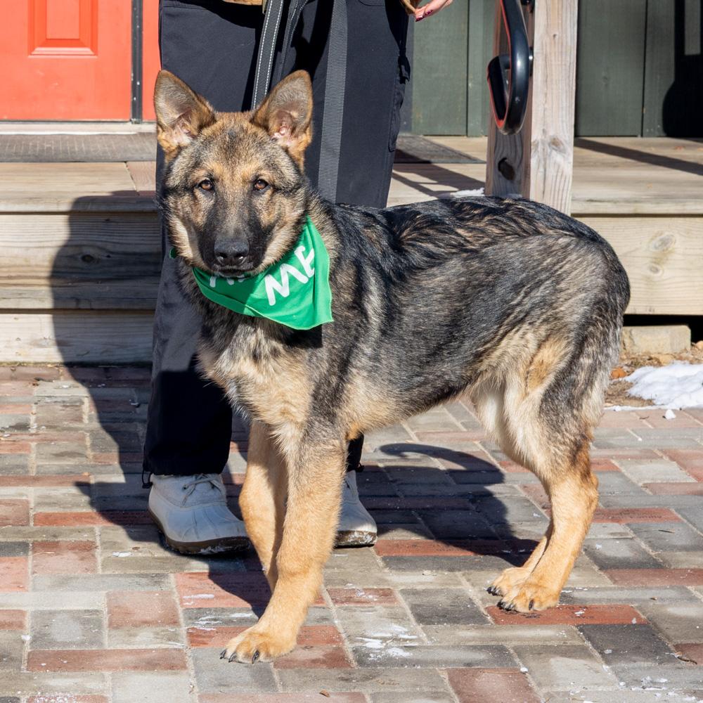 Enlarge Forrest  (Male)    , an adopted Shepherd in West Grove, PA image 2/6