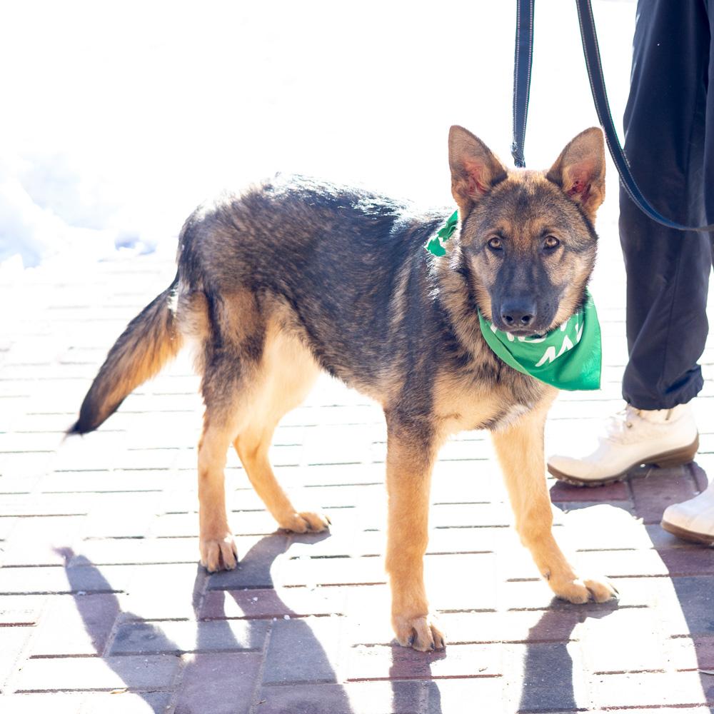 Enlarge Forrest  (Male)    , an adopted Shepherd in West Grove, PA image 4/6
