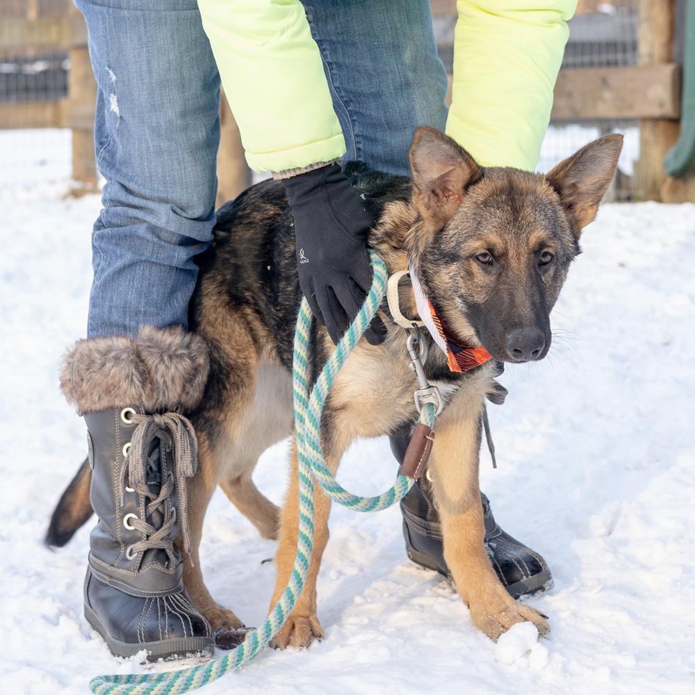 Enlarge Frost  (Male)    , a Adoptable Shepherd in West Grove, PA image 6/6