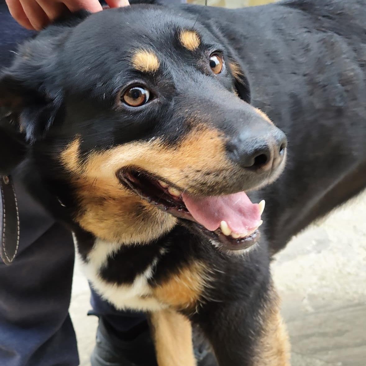Enlarge Vera, a ADOPTABLE mixed breed in Morristown, NJ image 6/6