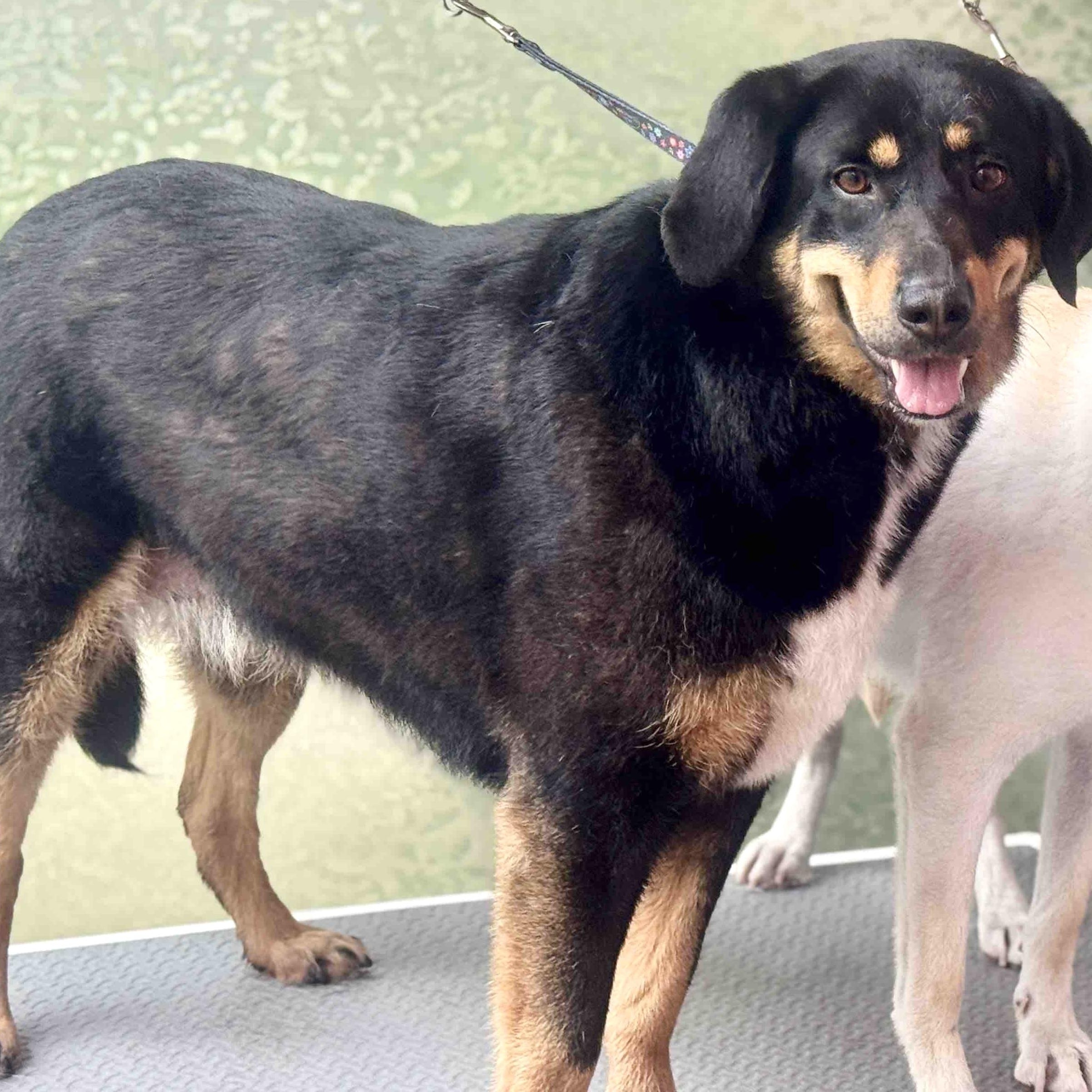 Enlarge Vera, a ADOPTABLE mixed breed in Morristown, NJ image 2/6