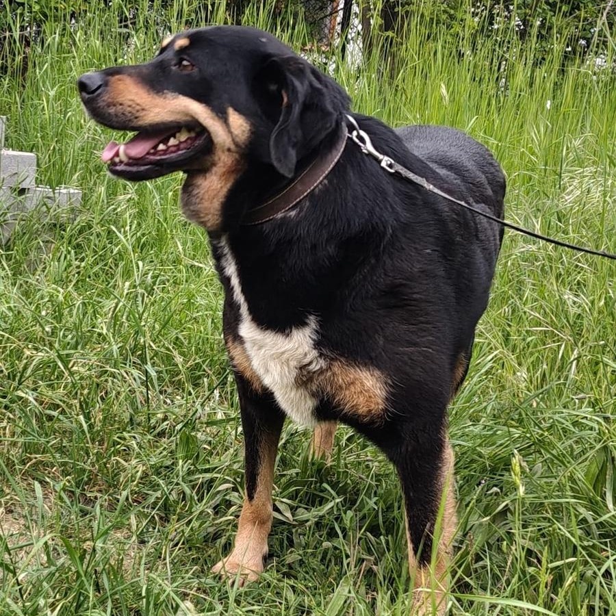 Enlarge Vera, a ADOPTABLE mixed breed in Morristown, NJ image 5/6
