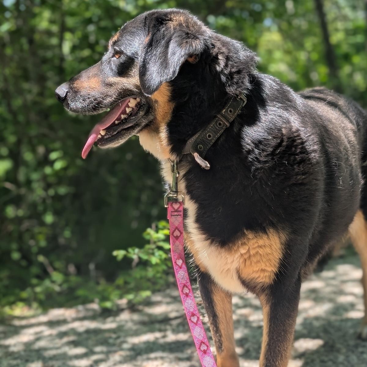 Enlarge Vera, a ADOPTABLE mixed breed in Morristown, NJ image 3/6