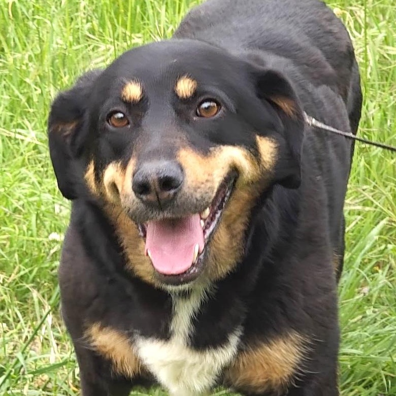 Vera, ADOPTABLE, Adult Female Labrador Retriever & Hound.