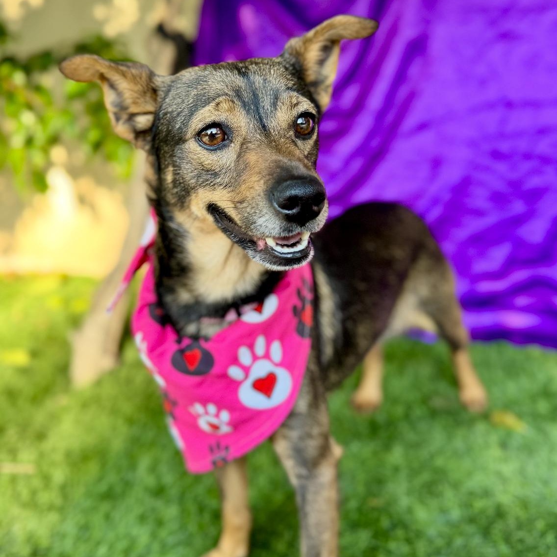 Sadie photo 1