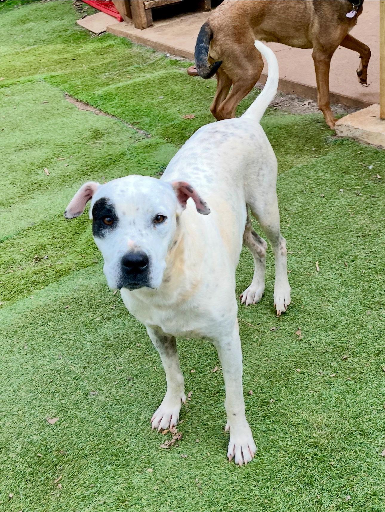 Enlarge Dottie, a Adoptable Dalmatian in Ball Ground, GA image 1/4