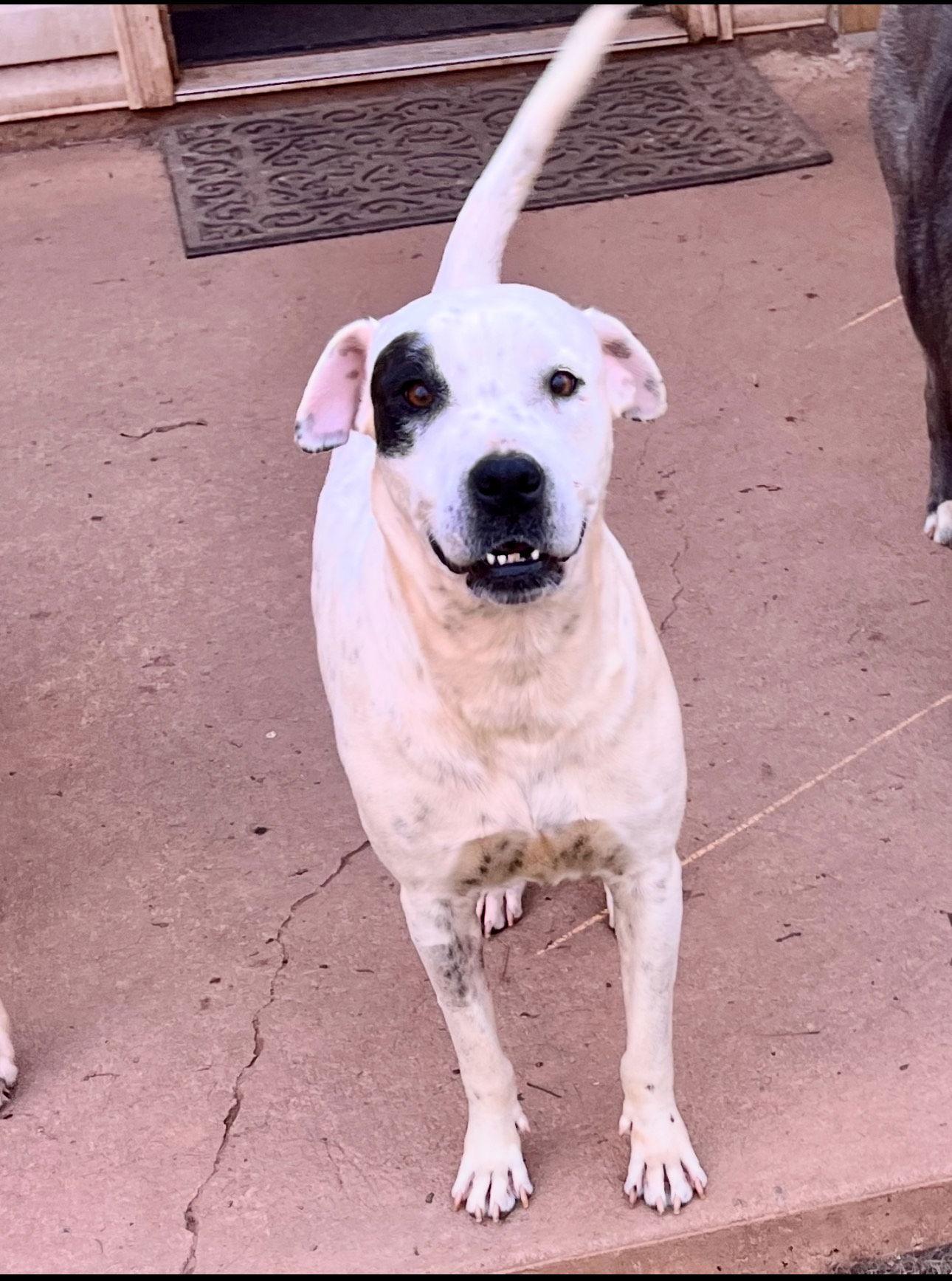 Enlarge Dottie, a Adoptable Dalmatian in Ball Ground, GA image 3/4