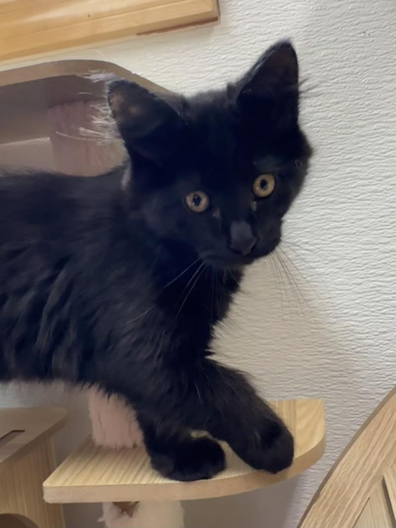 Shadow, Adoptable, Young Male Domestic Medium Hair.