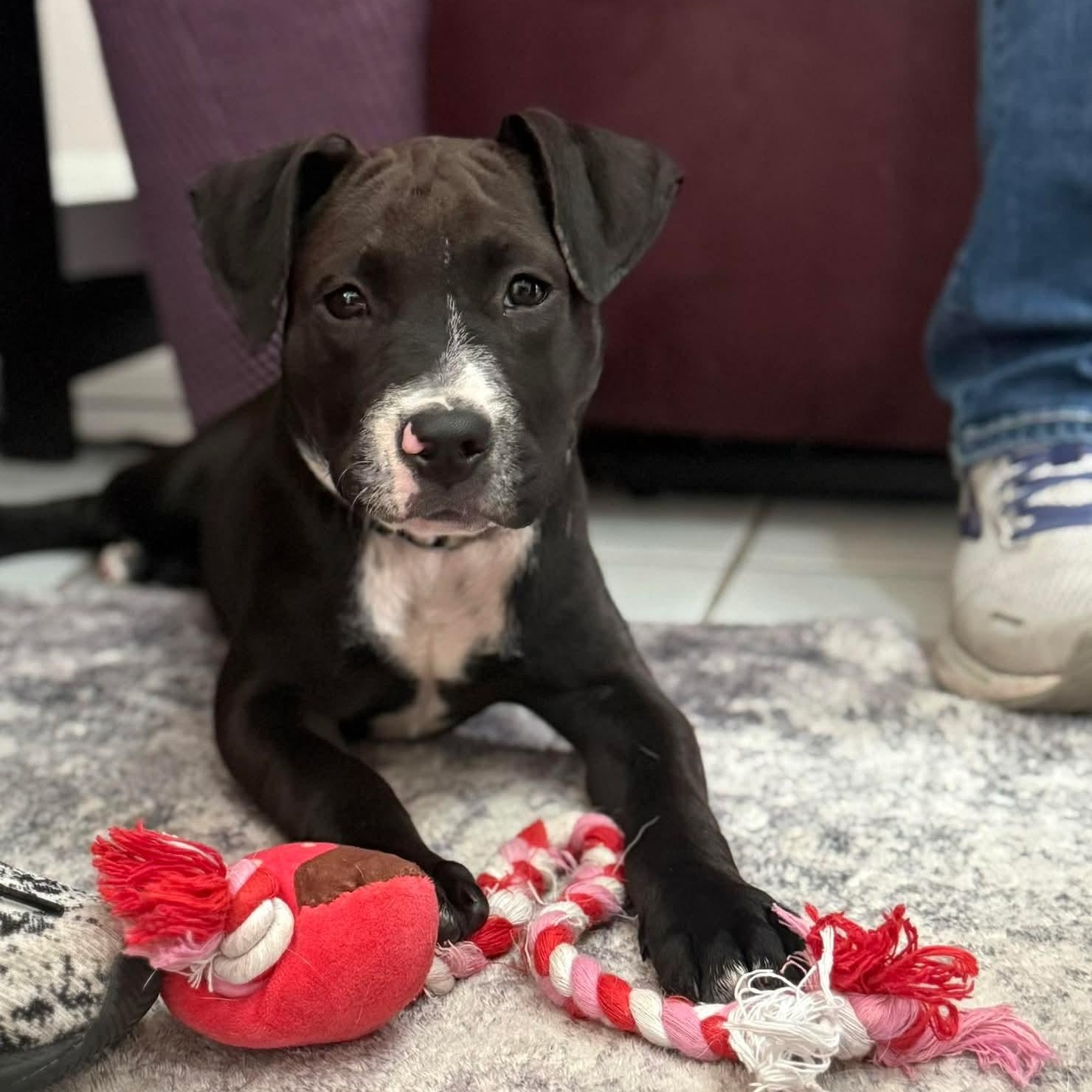Shadow, adoptable, Puppy Male Mixed Breed.