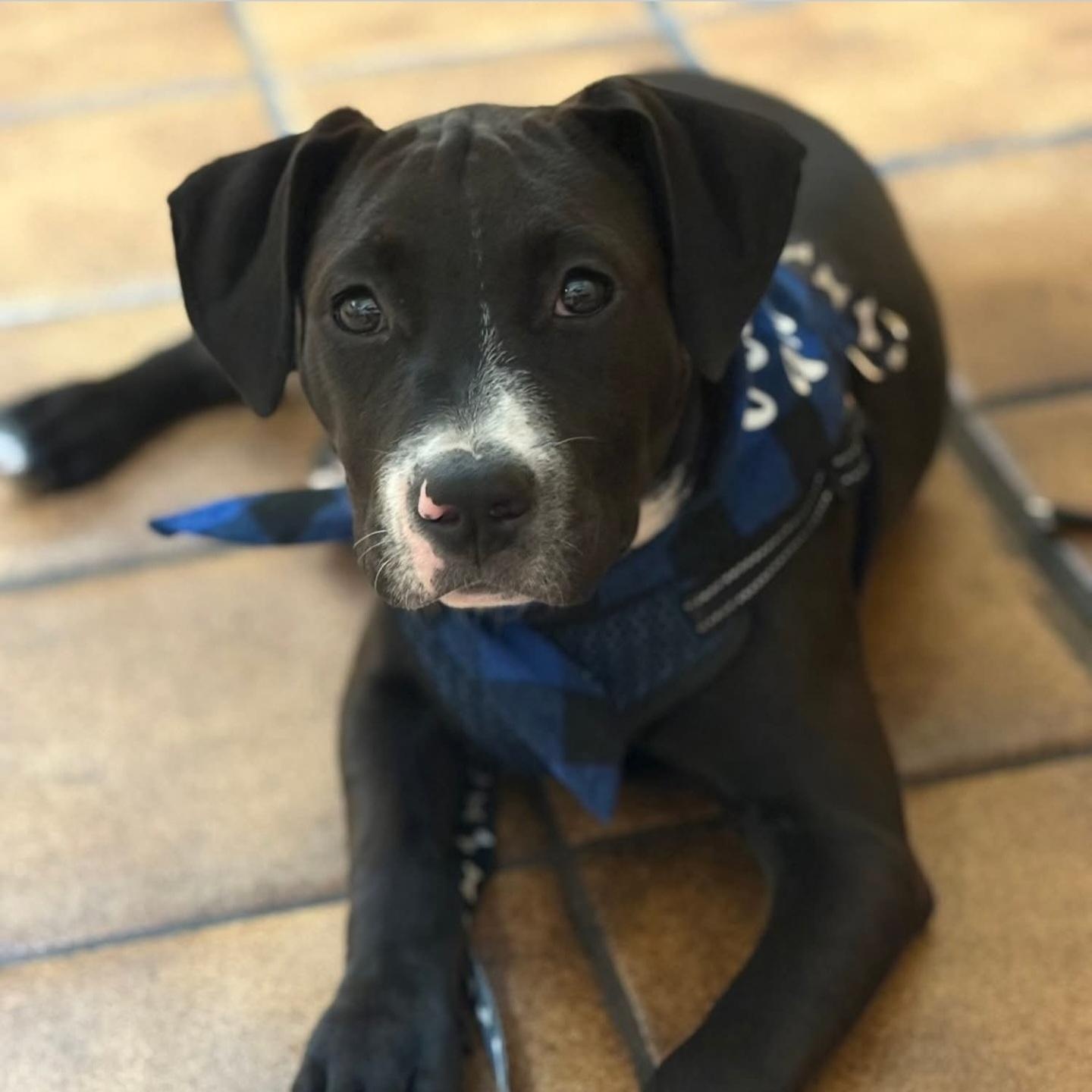 Enlarge Shadow, an adoptable mixed breed in Orlando, FL image 2/4