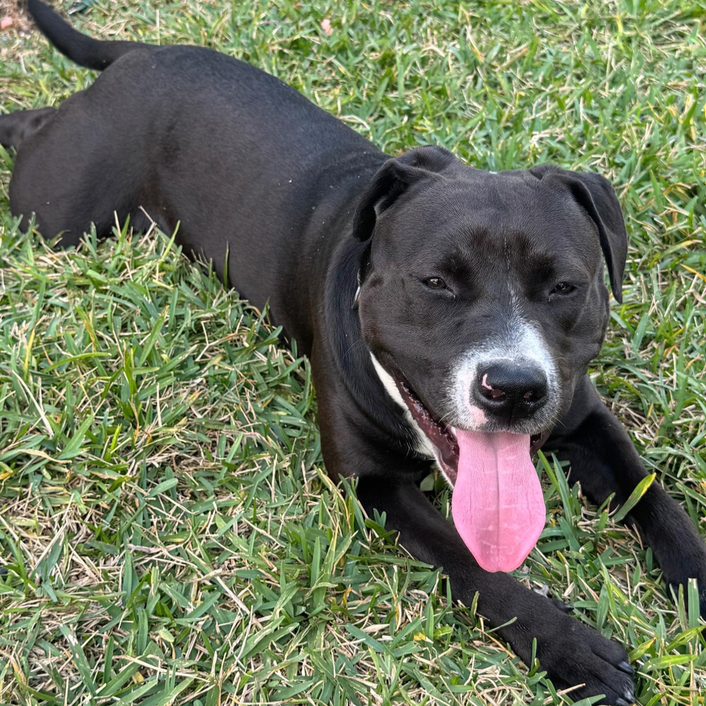 Enlarge Shadow, an adoptable mixed breed in Orlando, FL image 3/4