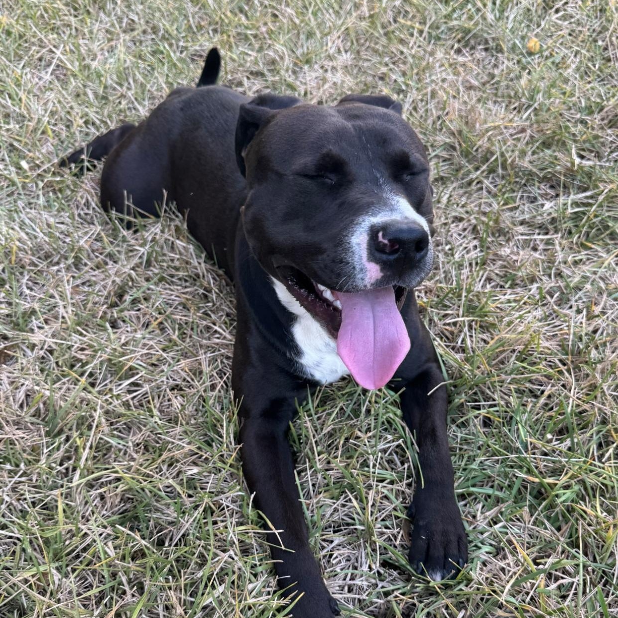 Enlarge Shadow, an adoptable mixed breed in Orlando, FL image 4/4