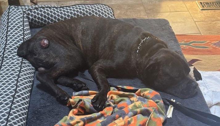 Napoleon, Adopted, Young Male Mastiff.