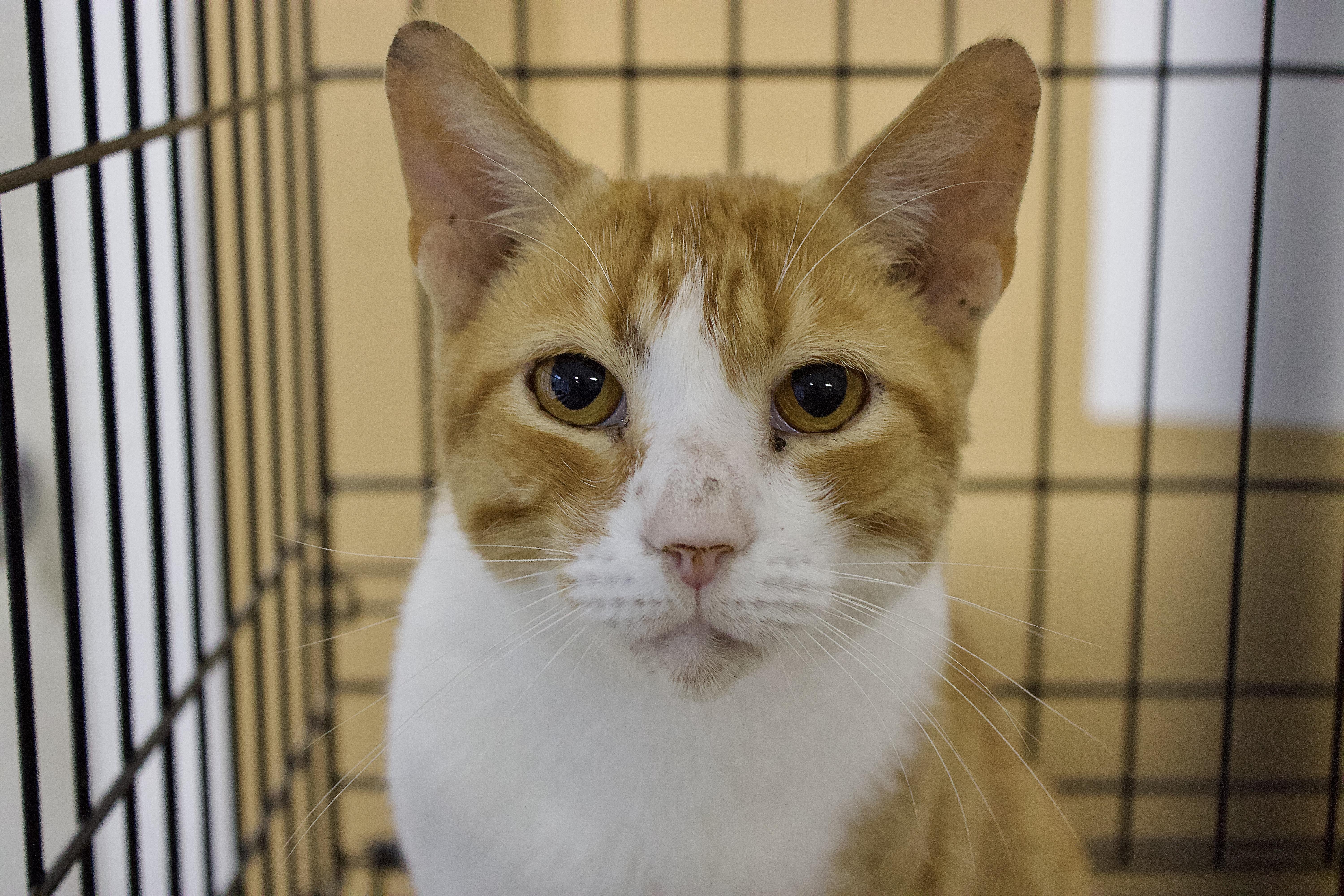 Fabio, a Adoptable Domestic Short Hair in Pleasantville, NJ image 2/4