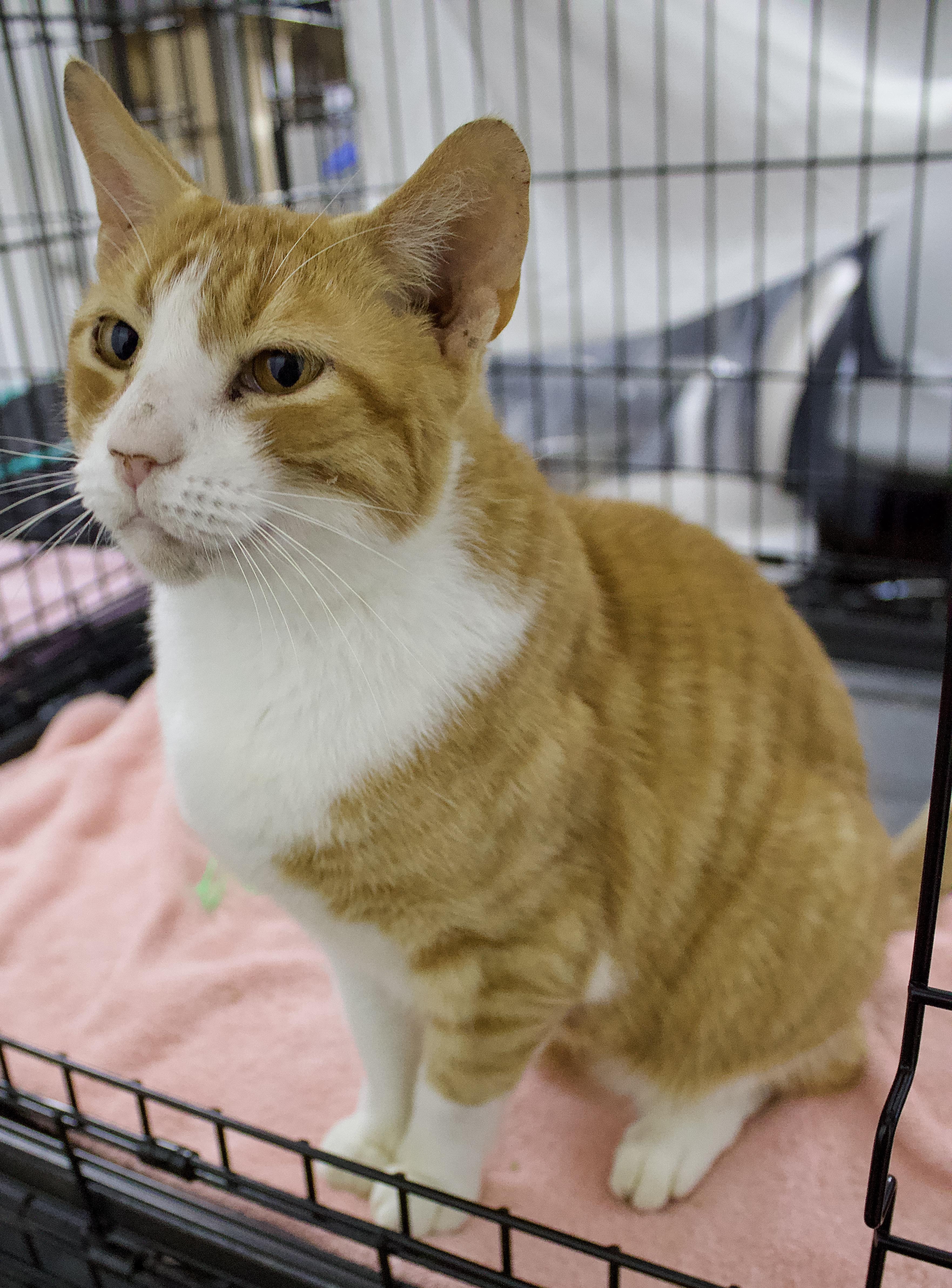 Fabio, a Adoptable Domestic Short Hair in Pleasantville, NJ image 3/4