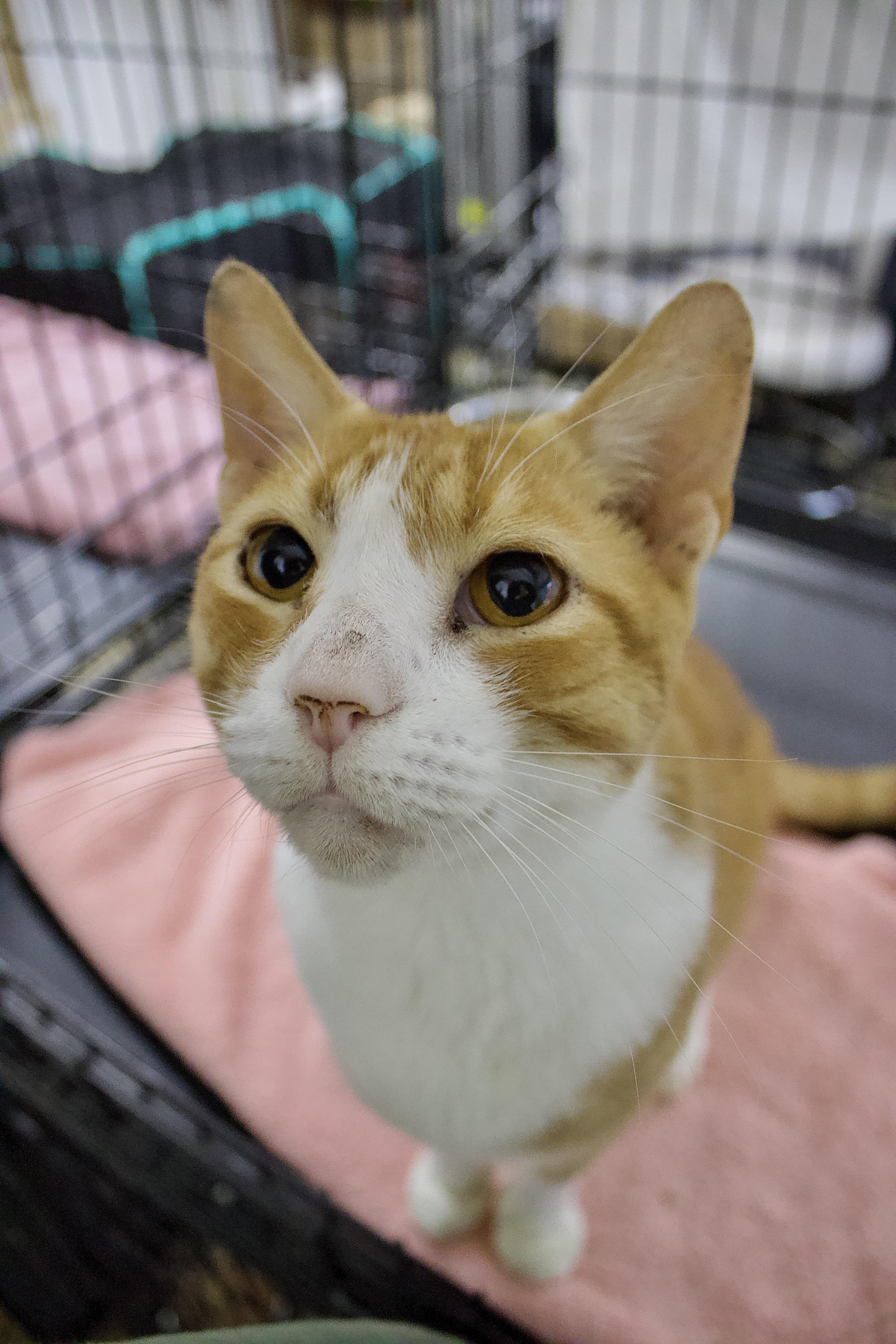 Fabio, a Adoptable Domestic Short Hair in Pleasantville, NJ image 4/4