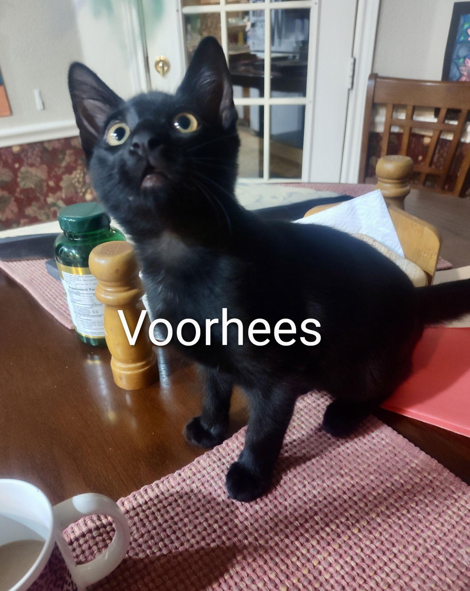 Voorhees, Adoptable, Kitten Male Domestic Short Hair.