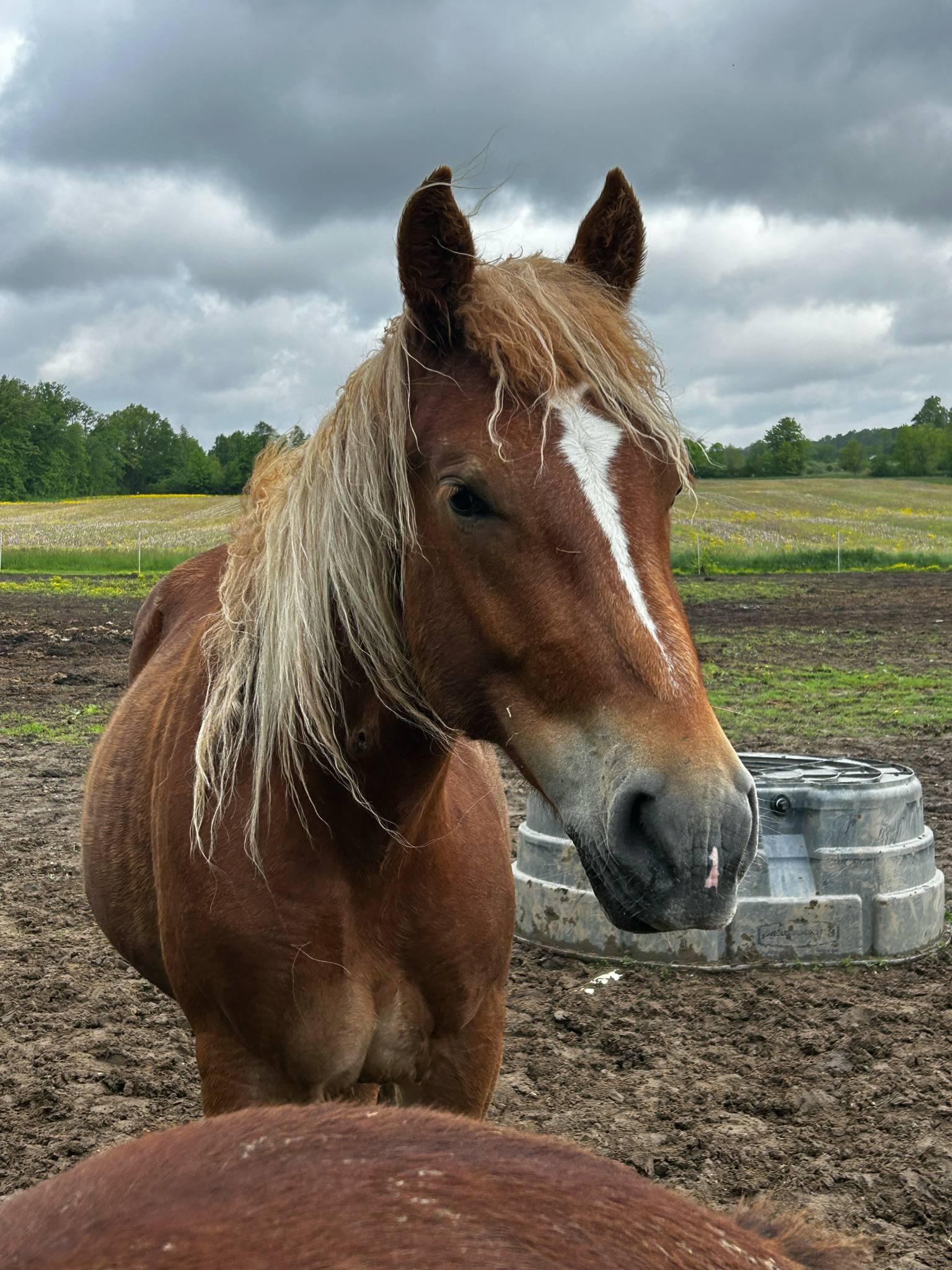 Chowder, a Adoptable Belgian in Decatur, IN image 1/5