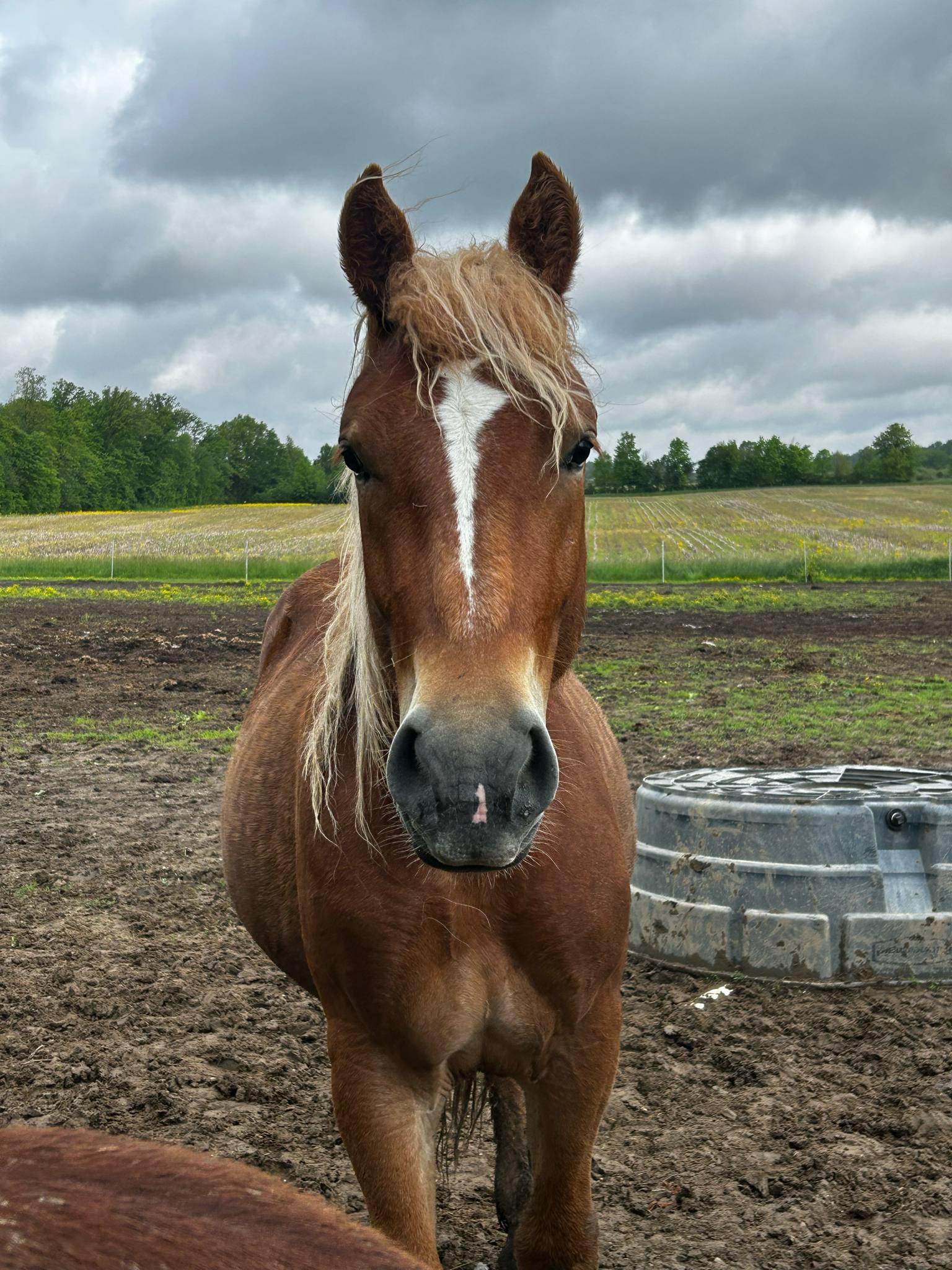 Chowder, a Adoptable Belgian in Decatur, IN image 2/5