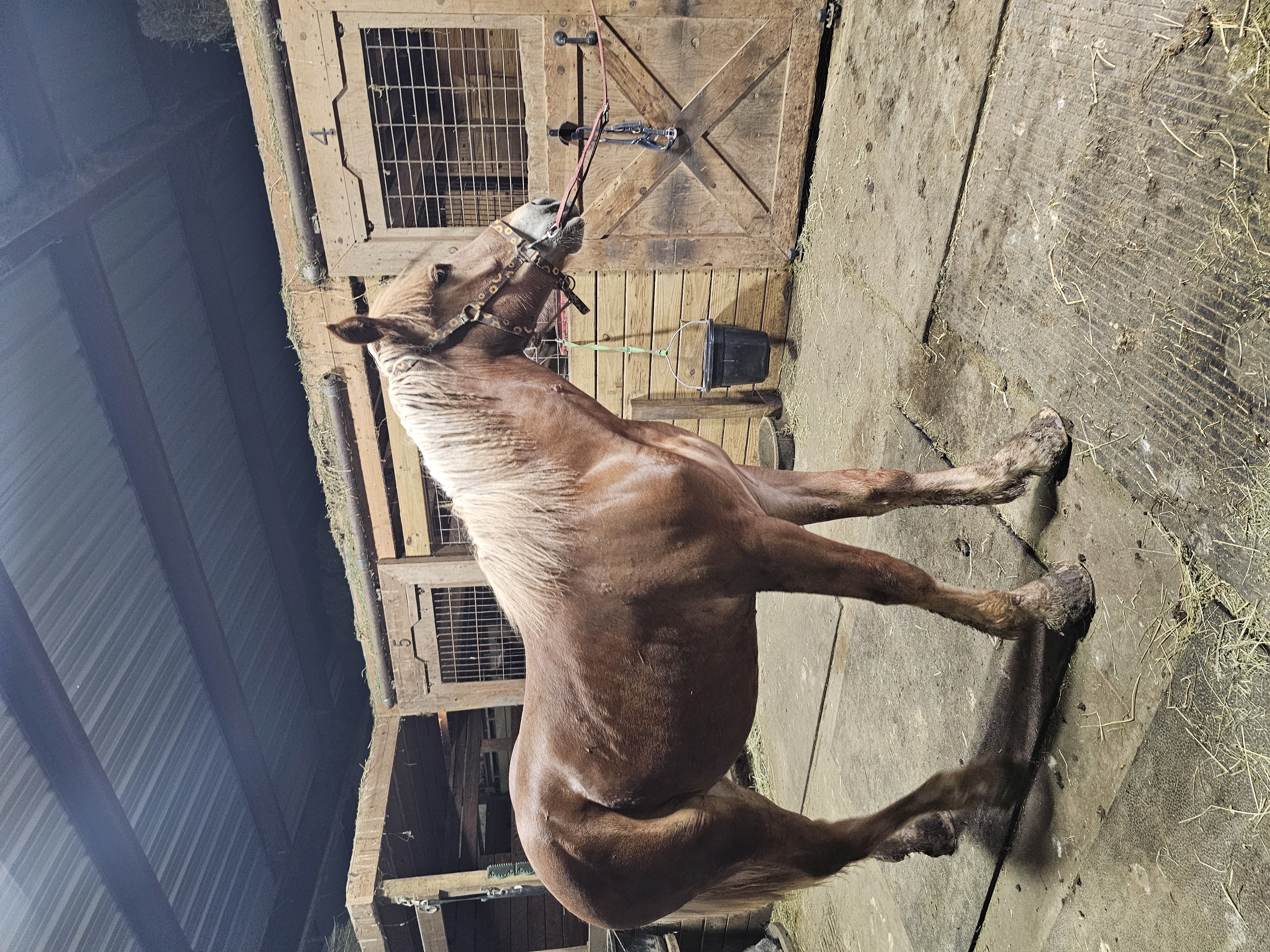 Chowder, a Adoptable Belgian in Decatur, IN image 3/5