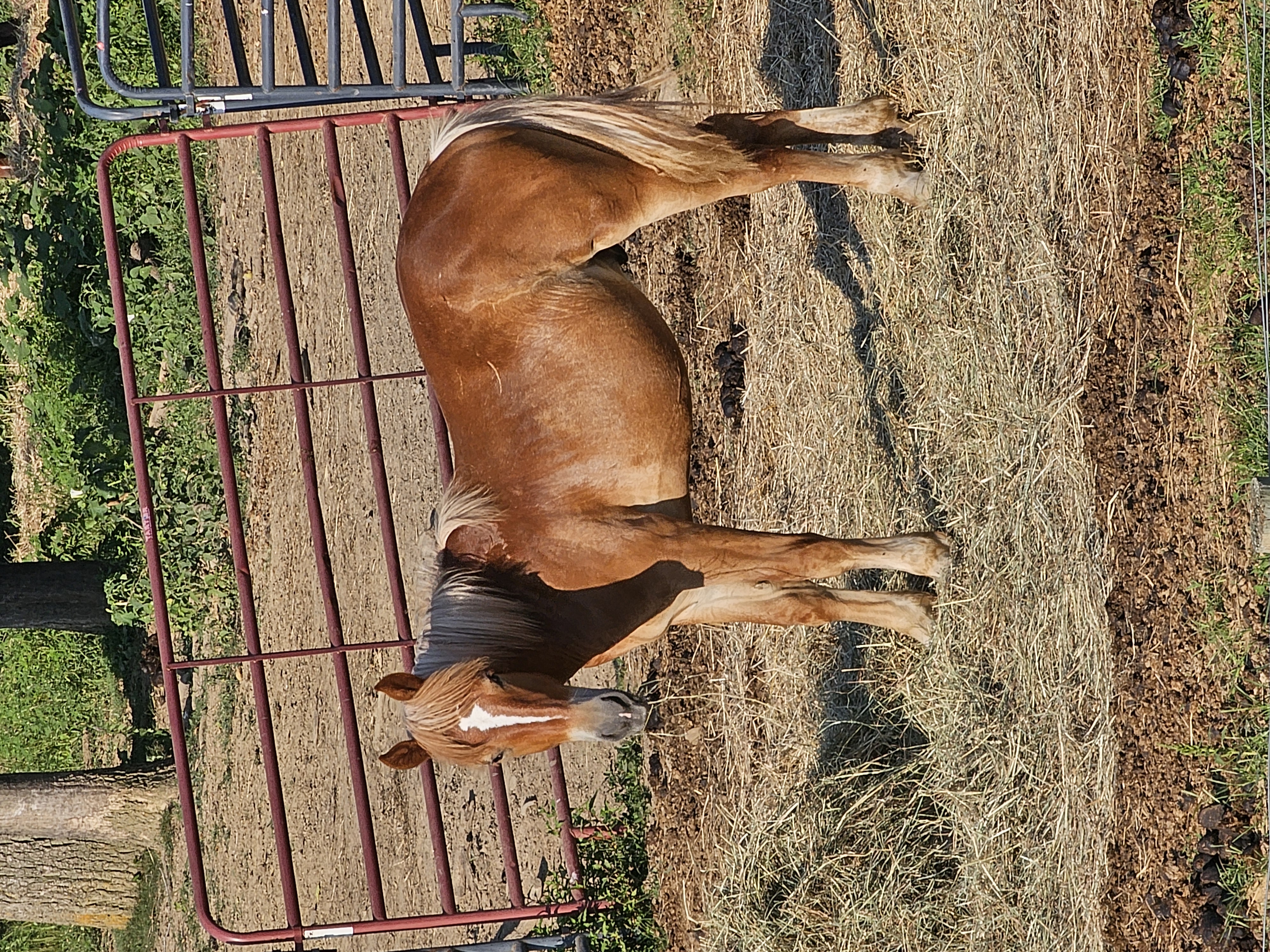 Chowder, a Adoptable Belgian in Decatur, IN image 4/5